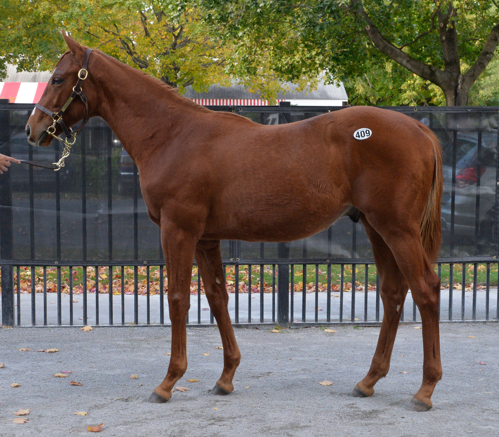 Weanling colt by Shackleford tops FasigTipton Saratoga Fall sale at