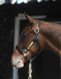 hip379_02b_ft08_13_nybred_hr headshot