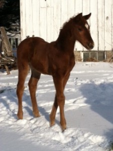 Encaustic foal out of Forty Licks