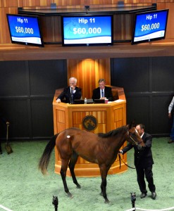 Hip 11 (Fasig-Tipton photo)