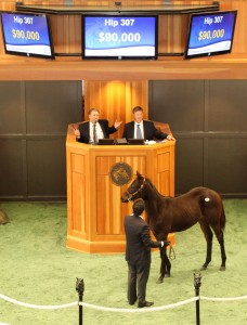 Hip 307 (Fasig-Tipton photo)