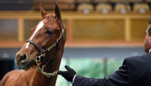 Fasig-Tipton photo