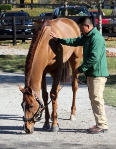 "Day" has time to pick some grass between BC victory and sales ring (Fasig-Tipton photo)