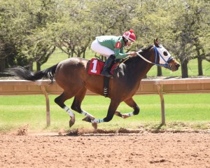  Lo Gin and Tonic under Gabriel Suarez (Stephanie Van Minos Photography) 