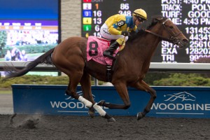 Toronto Ont.October 31,2015.Woodbine Racetrack.Jockey Luis Contreras guides Flipcup to victory in the $150,000 dollar Maple Leaf Stakes at Woodbine Racetrack.Flipcup is owned by Team Penney Racing,Watchel Stable and Brous Stable LLC and trained by Bill Mott. michael burns photo