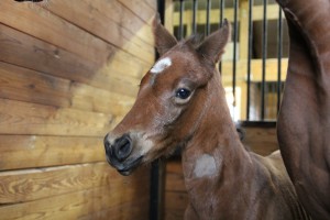 Zivo-Phoenix Park filly