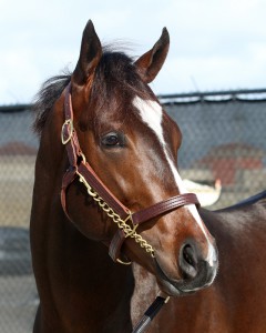 Fasig-Tipton photo