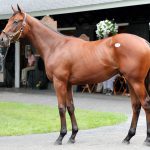 Hip 62 at Summerfield Consignment, 2018 Fasig-Tipton Saratoga Selected Yearling Sale