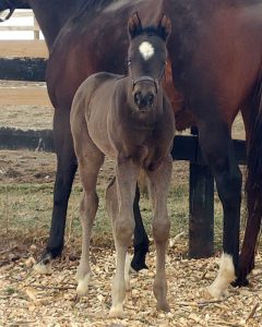 Solomini - Another Level filly