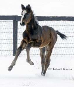 Constitution - Midnight Disguise filly at Gallagher's Stud as photographed by Barbara Livingston.