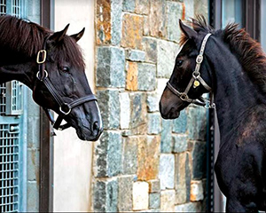 War Dancer meets one of his sons at Sugar Plum Farm in Saratoga Springs. Barbara Livingston photo.