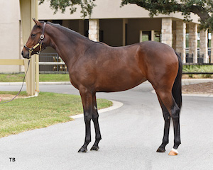 Half sister to Caldwell Luvs Gold highlights OBS sale New York